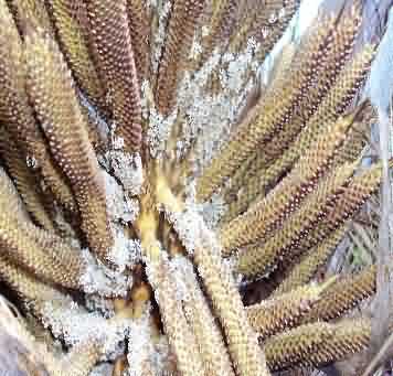 Figure.12.  Male inflorescence (during anthesis) without pollinating weevil during summer months