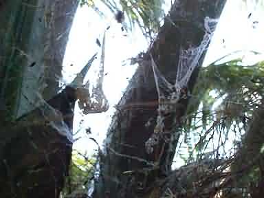 Spider webs with trapped pollinating weevils