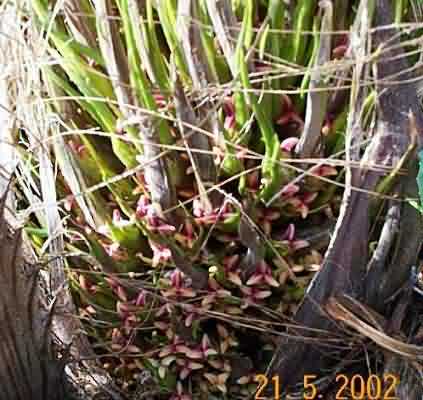  Figure 4. Pollinated  female flower of palm