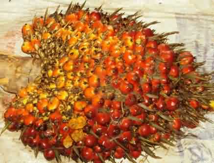 Figure.6. Adequately pollinated fruit bunch palm