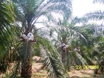 Pedavegi Seedgarden view