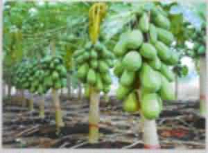 Papaya plants with fruits