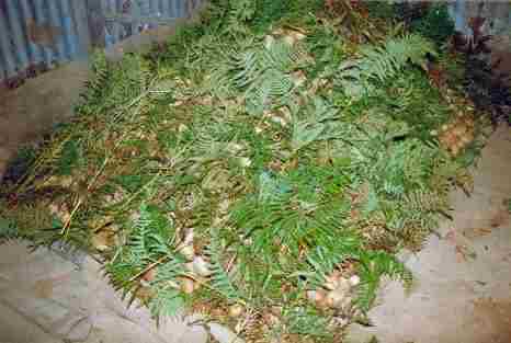 Placing kotagiri leaf over the tubers after keeping the carbon-di-sulphide