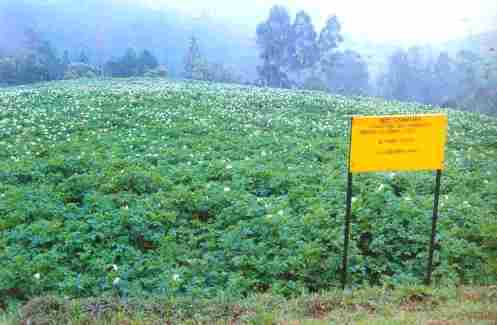 Seed crop at CPRS, Muthorai farm