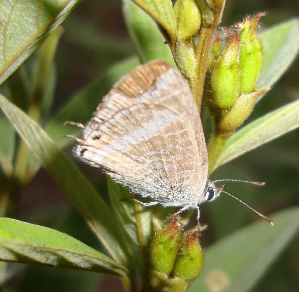 Blue butterfly of pulse