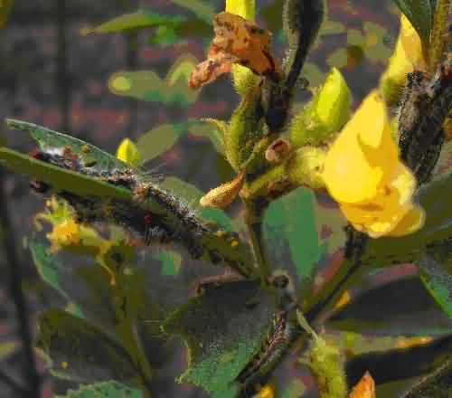 Hairy caterpillars of pulse crop