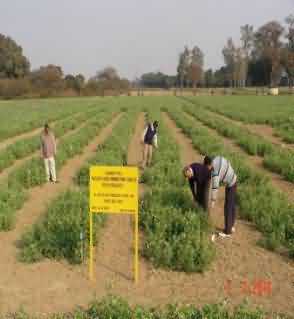 Plant row progeny plots for NSP