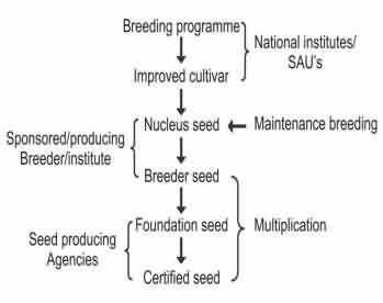 Breeding, maintenance and multiplication Scheme