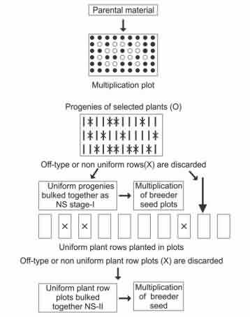 Maintenance scheme for self- pollinating cultivars