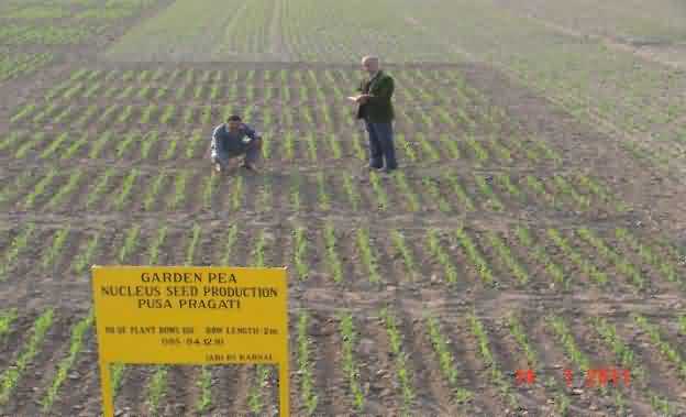 Nucleus seed production (stage 1) in garden pea cv. Pusa Pragati