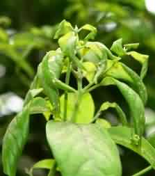 Aphids infestation in Muga host