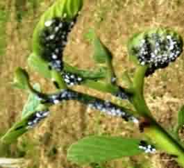 Aphids infestation in Muga host