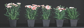 Effect of Bonzi on Dianthus Plants