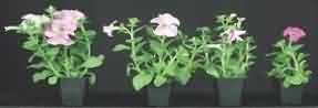 Effect of Bonzi on Petunia Plants