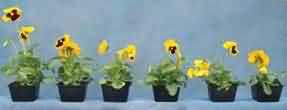 Effect of Bonzi on Pansy Plants