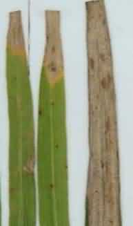 lesions cover the entire leaf blade in Bacterial leaf blight
