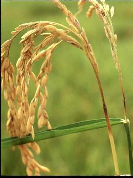 चावल के 5 प्रमुख रोग (ओरीज़ा सतवा) - Krishisewa