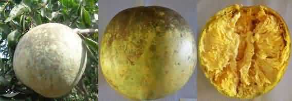 NB5 variety of Bael or wood apple