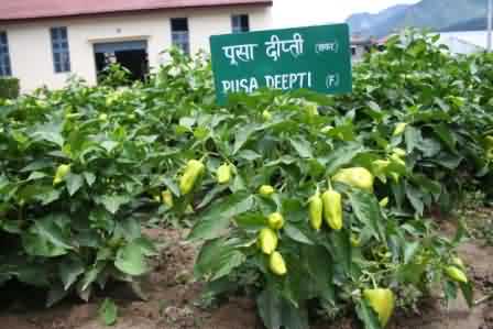 Pusa Deepti, a disease tolerant hybrid