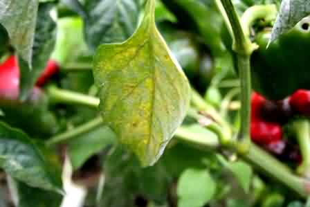  Fig.12 Anthracnose lesions on leaves