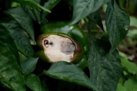 White Papery area on fruit due to sunscald