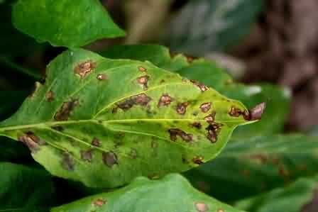 Greasy angular lesion of bacterial 