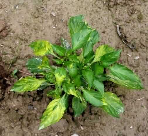 Alternaria blight in Capsicum