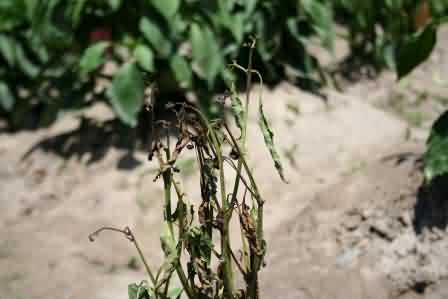  Fig. 5 Wilted plant