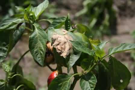 Fig. 9 Phytophthora leaf blight