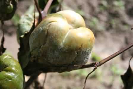  Fig. 10 Phytophthora fruit rot