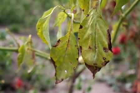  Fig.11 Powdery mildew