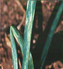 Iris Yellow Spot Virus (IYSV) in onion and garlic