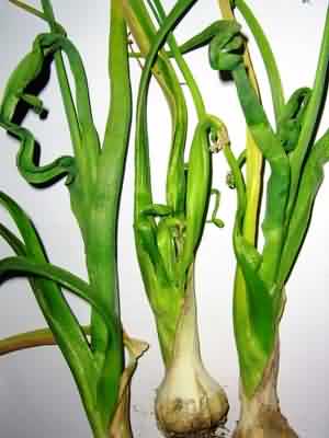  yellow dwarf disease in onion and garlic