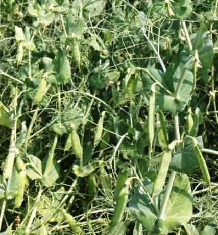 Aman : A High yielding variety of Field pea