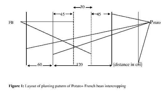 Layout of Potato + French bean intercropping