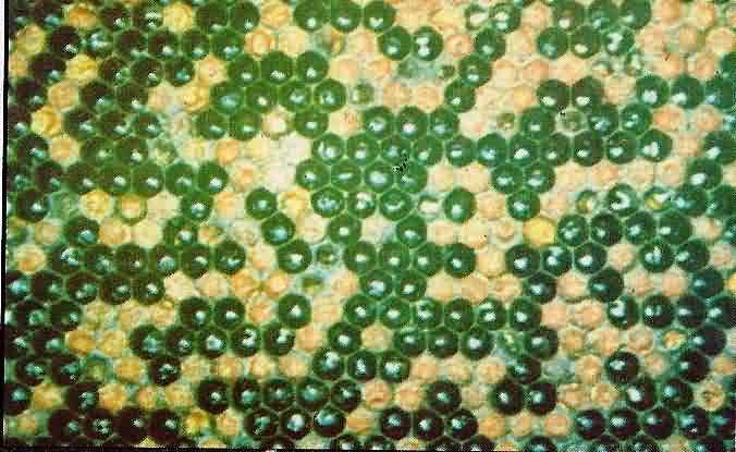 Irregular brood pattern of AFB infected comb