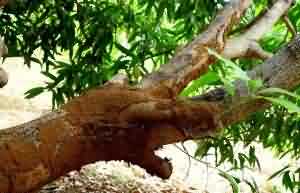 आम मे दीमक Termite in Mango