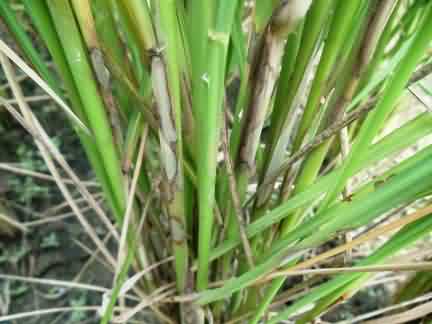 Sheath Blight Disease of basmati rice
