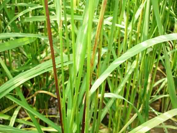 Sheath rot Symptoms of Basmati rice