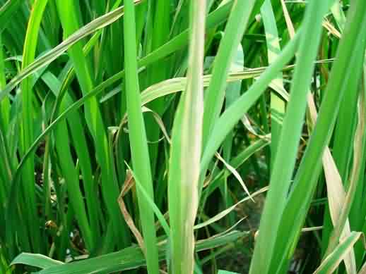 Bacterial Leaf Blight Symptoms in Basmati rice