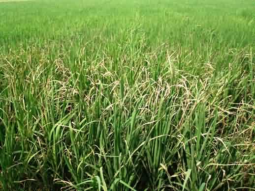 Bacterial Leaf Blight- Field Veiw of basmati