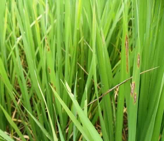 Blast Disease in Basmati rice