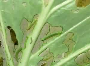 Diamondback moth of cabbage