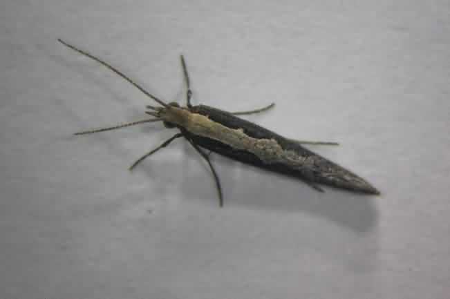 Adult  Diamondback moth of cabbage