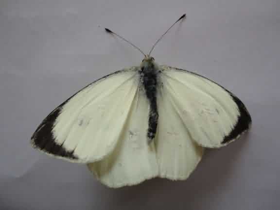 Cabbage butterflies adult stage 