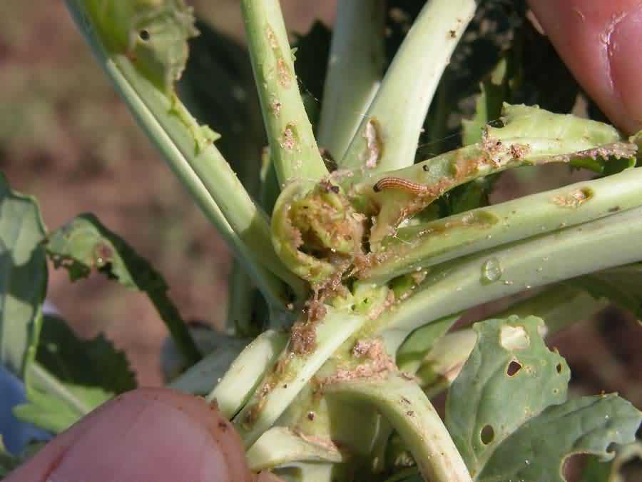  Cabbage stem borer larva on leaf