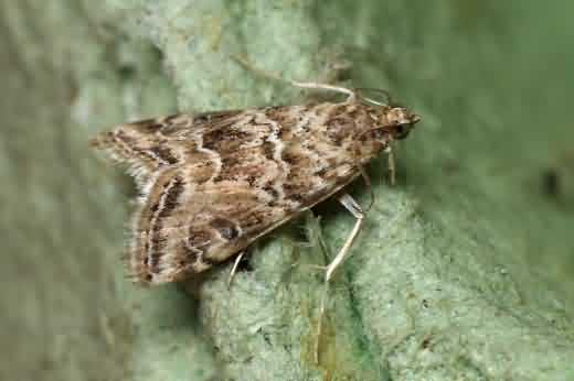 Cabbage stem borer adult