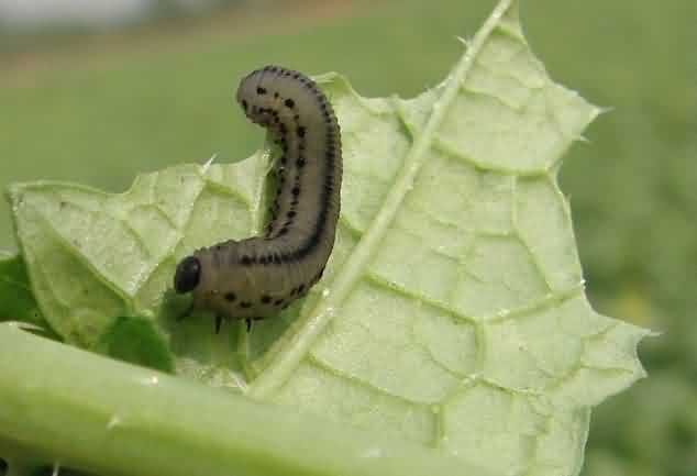 Mustard sawfly larva