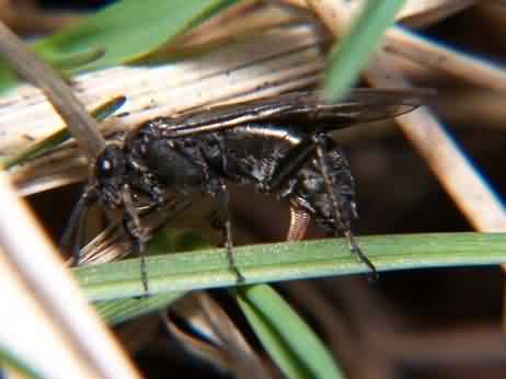 Mustard sawfly adult