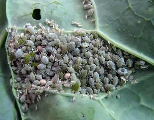 Adult cabbage aphids